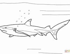 Image result for BlackTip Reef Shark