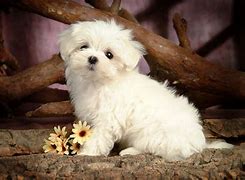 Image result for Adorable Maltese