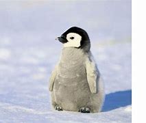 Image result for Penguin Laptop Wallpaper