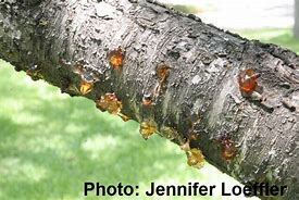 Image result for Peach Tree Canker