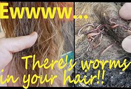 Image result for Hair Worm