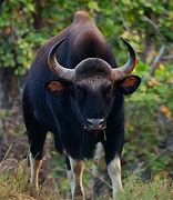 Image result for Gaur Animal