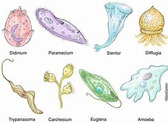 Image result for Small Protozoans