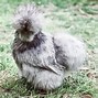 Image result for Cute Silkie Chickens