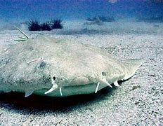 Image result for Argentina Angel Shark