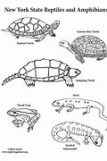 Image result for Fotos De Reptiles