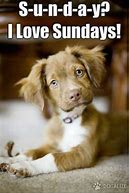 Image result for Sunday Dog Memes