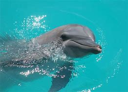 Image result for Dolphinaris