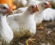 Image result for Chicken Diseases Symptoms