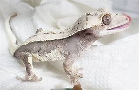 Image result for Crested Gecko Petco