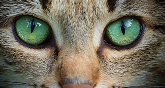 Image result for Cat Eyes Self-Defense