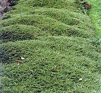 Image result for NZ Alpine Ground Cover