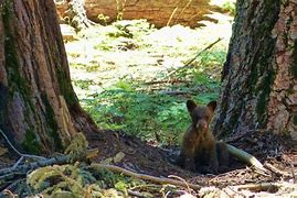 Image result for Sequoia and Kings Canyon Search and Rescue