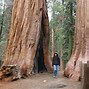 Image result for Sequoia Kings Canyon National Park