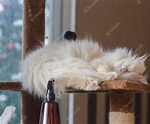 Image result for Cute White Cat Laying Down