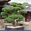 Image result for Pine Tree Forest Bonsai