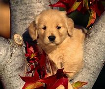 Image result for Thanksgiving Puppy Banner