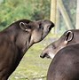 Image result for Tapir Wallpaper