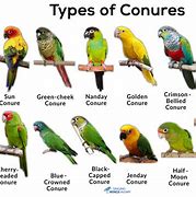 Image result for Black-headed Conure