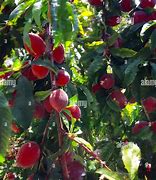 Image result for Summer Peach Tree