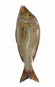 Image result for Charan Malayam Fish