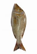 Image result for Calikuranchu Fish