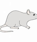 Image result for Barn Rat Drawing