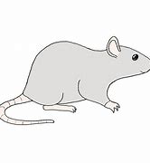 Image result for Pet Rat Drawing