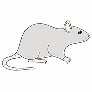 Image result for Easy to Draw Rat