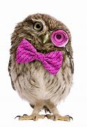 Image result for Owl in Glasses