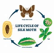 Image result for Bird Seed Moth Life Cycle