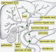 Image result for Human Bile Duct