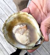 Image result for Bluff Oysters