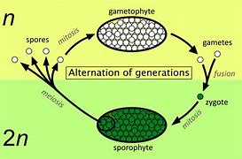 Image result for A Diploid Sporophyte