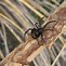 Image result for Black House Spider Bite