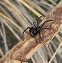 Image result for Brown House Spider Poisonous