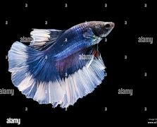 Image result for Blue and White Fish with Wiskers