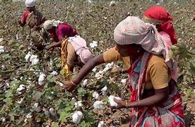 Image result for Cotton Picking Machinery