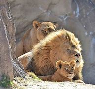 Image result for Lion Protecting Cub