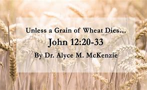 Image result for John 12 24 and Wheat