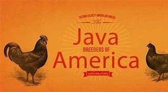 Image result for Java Chicken Breeders