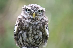 Image result for Wise Owl