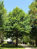 Image result for Nuttall Oak Tree