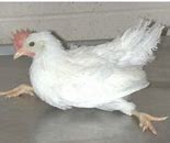 Image result for Neurologic Chickens