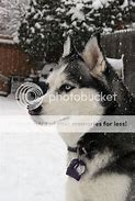 Image result for Proud Husky in the Snow