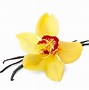 Image result for Vanilla Bean with Flower