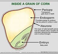 Image result for Corn Seed Structure Diagram