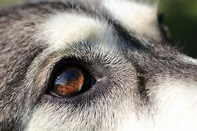 Image result for Clean Dog Eye