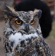 Image result for Great Horned Owl Eyes