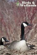 Image result for Aleutian Canada Goose